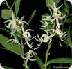 Dendrobium ostrinum White